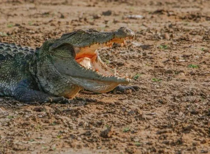 Crocodiles